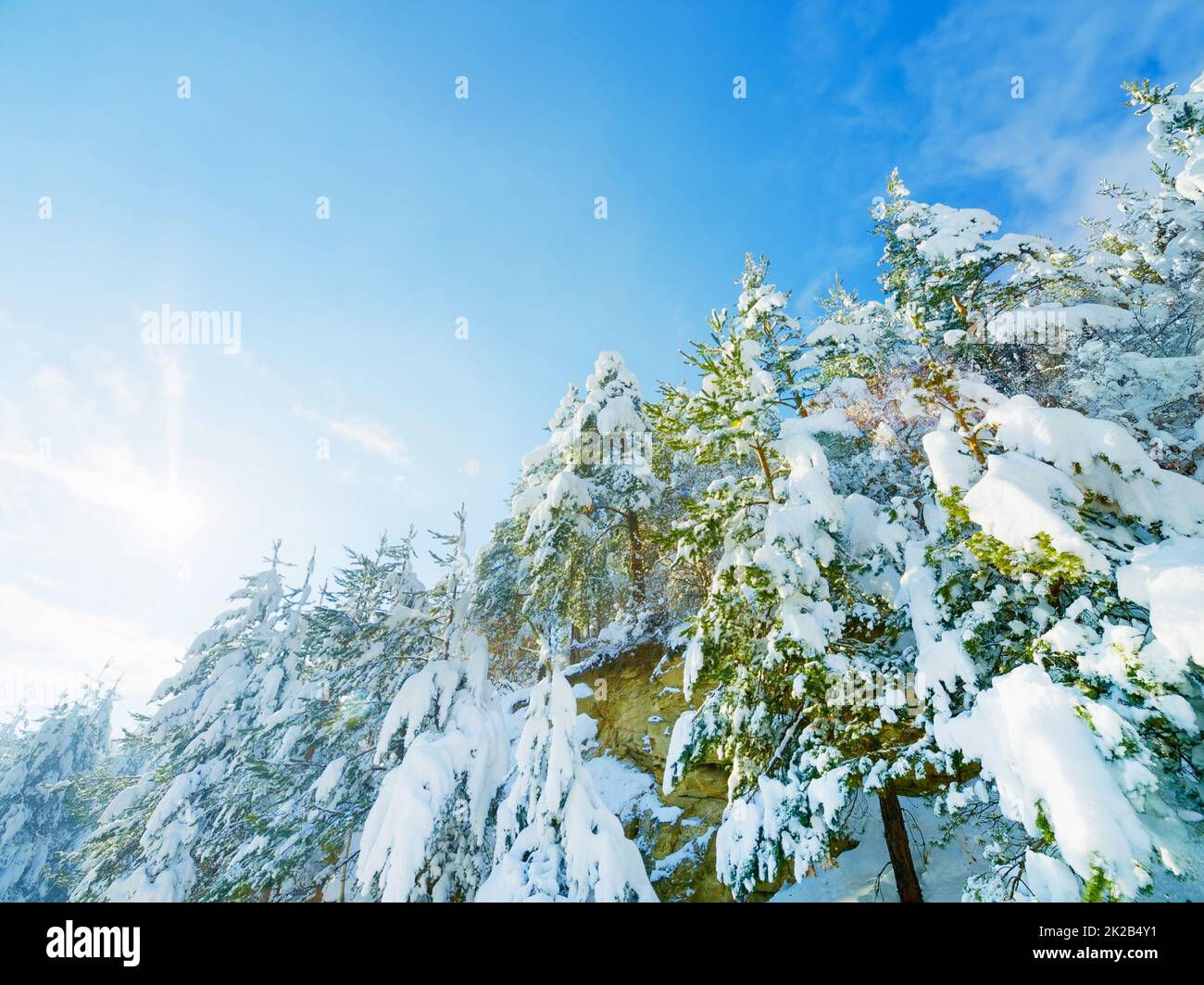 Trees in the winter. Image of a snowy landscape. Stock Photo