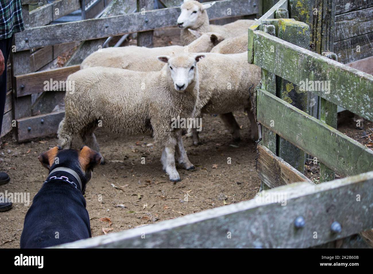 Hearding sheep in New Zealand Stock Photo