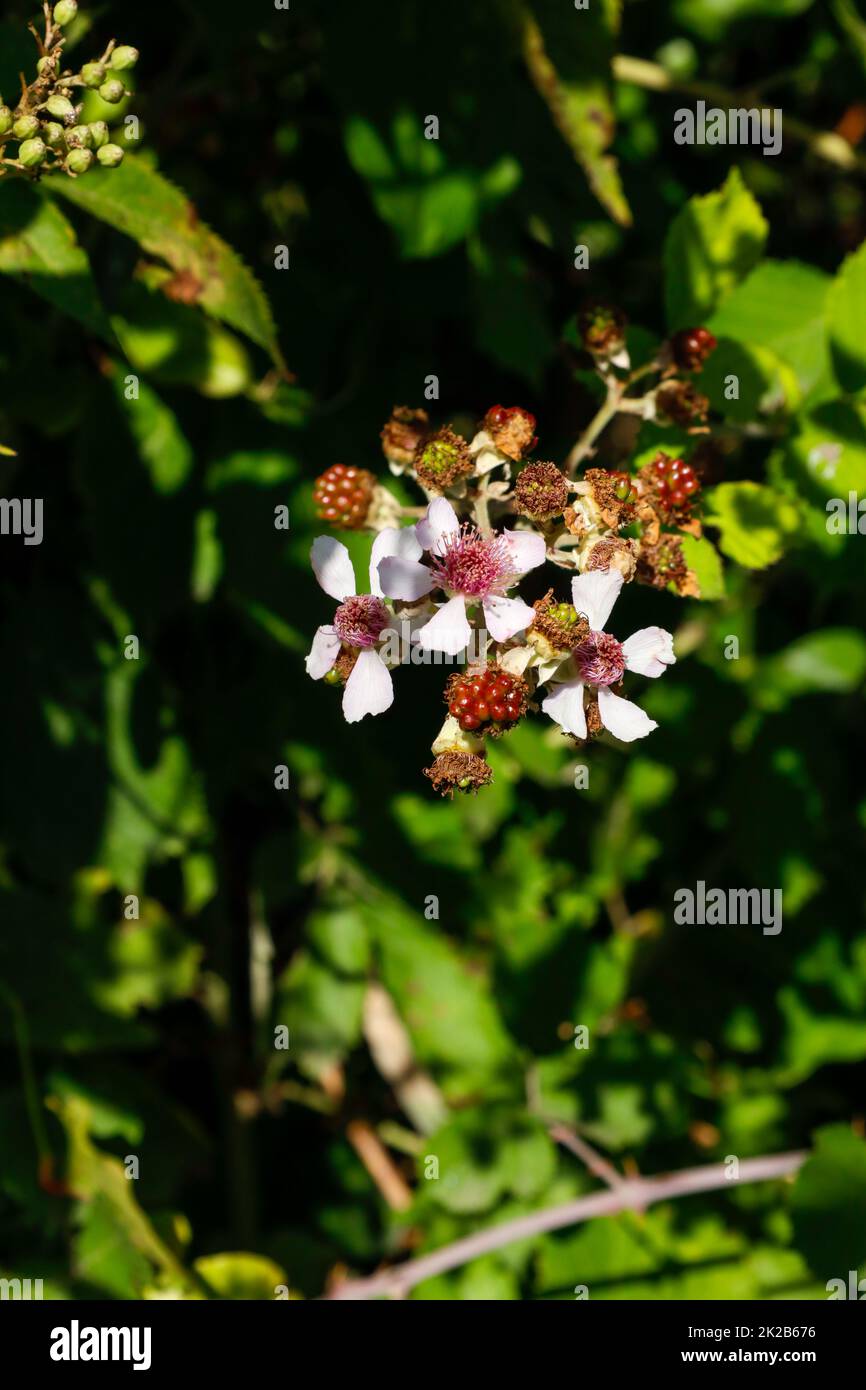 Blooming mulberry tree. Black and red mulberries on the branch of tree ...