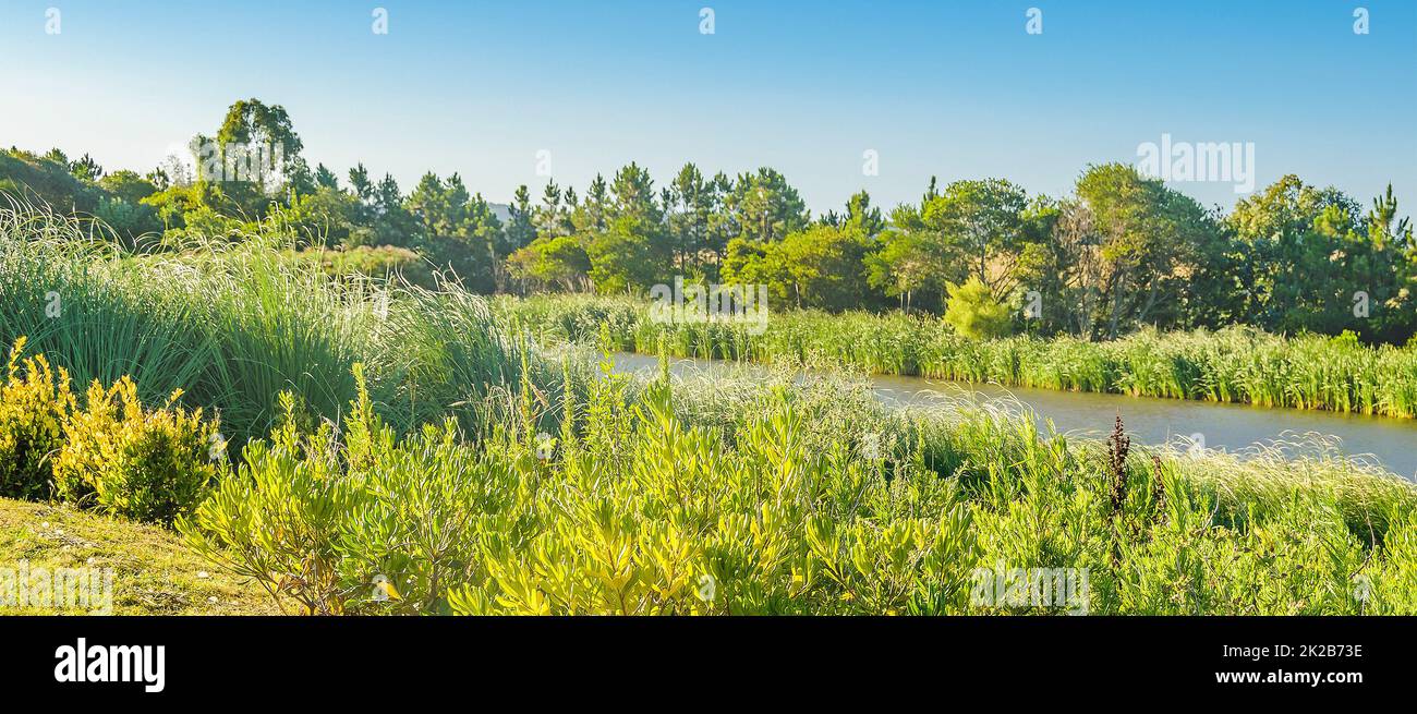 Meadow Landscape, Maldonado, Uruguay Stock Photo
