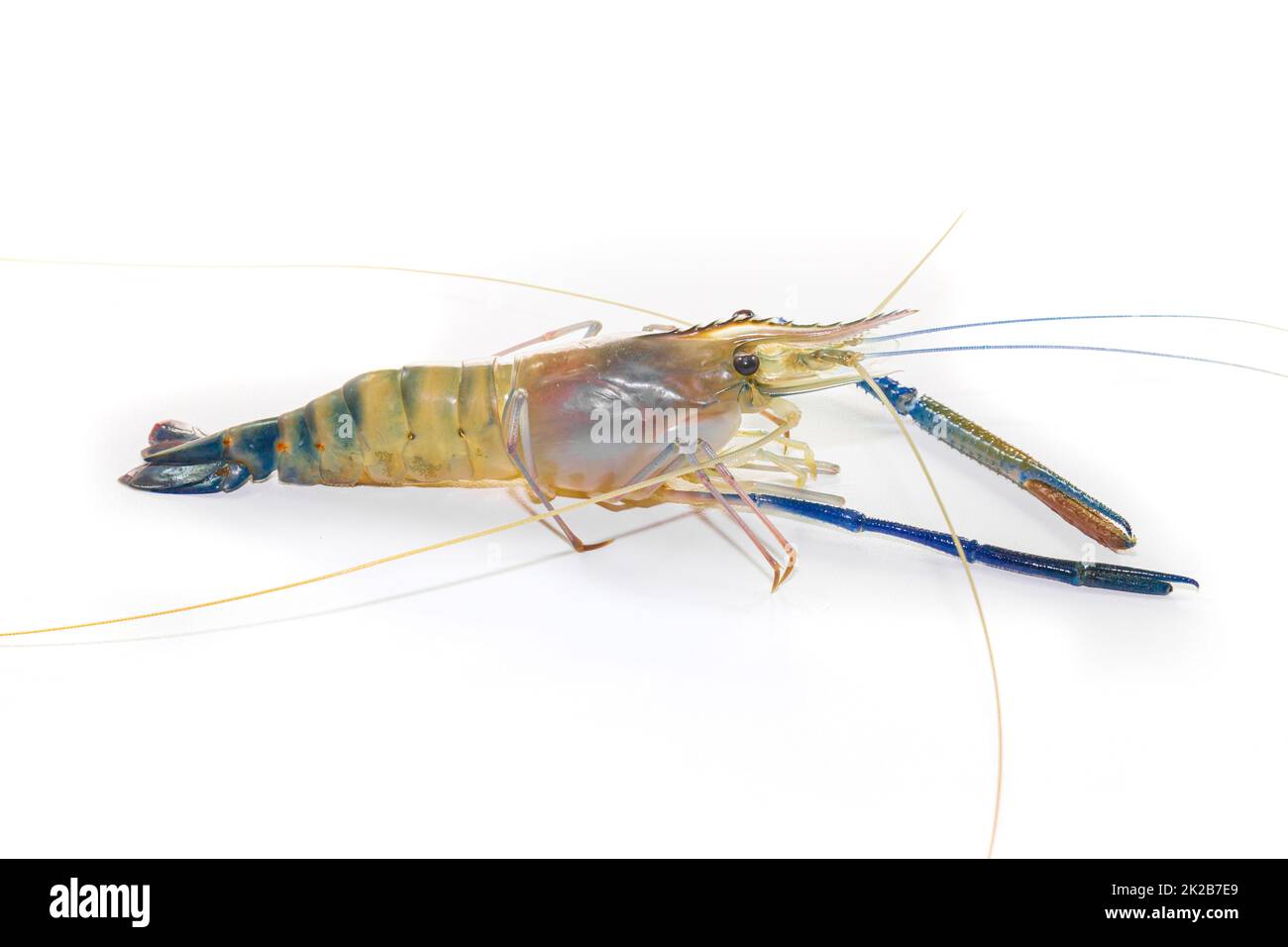 Giant freshwater prawn on white Stock Photo Alamy