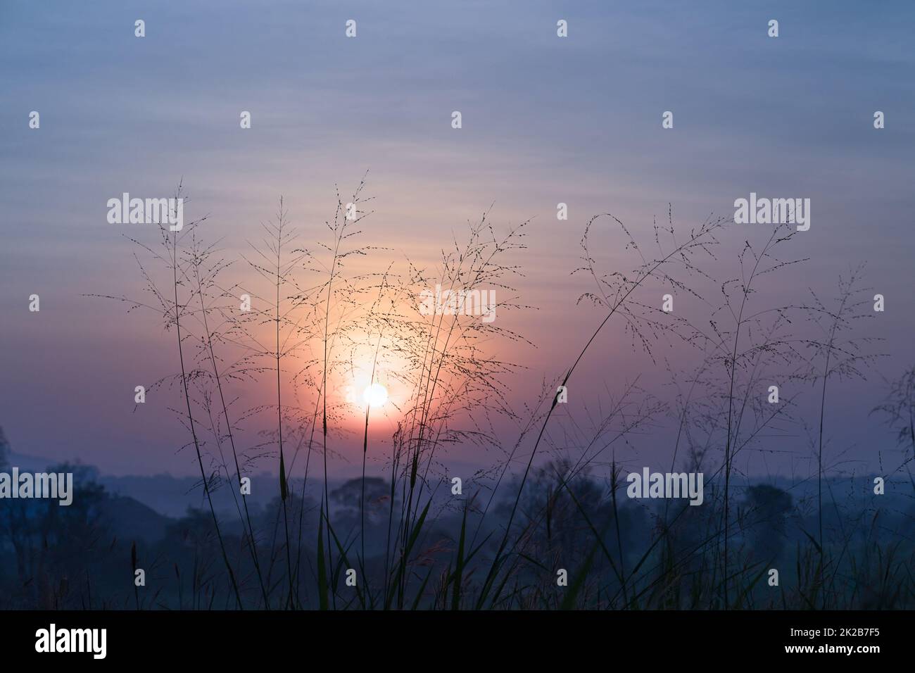 Wild grass in the morning sunset Stock Photo