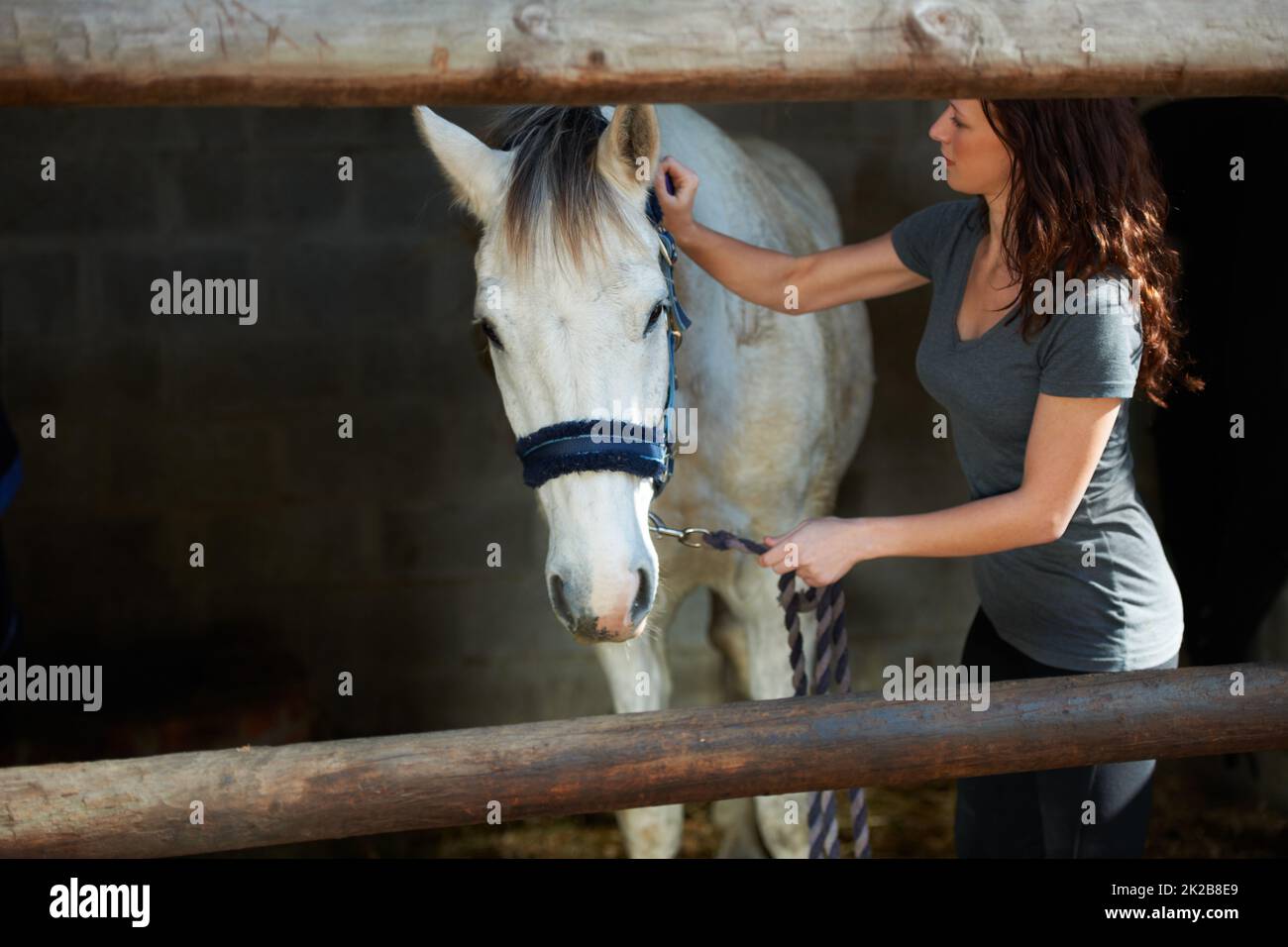 Taking care of her horse. A young woman brushing her horse in its