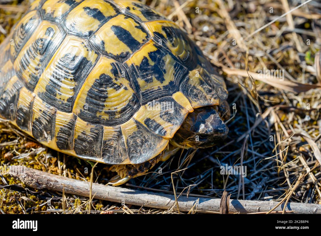 Photograph of a Greek tortoise in the wild. Stock Photo