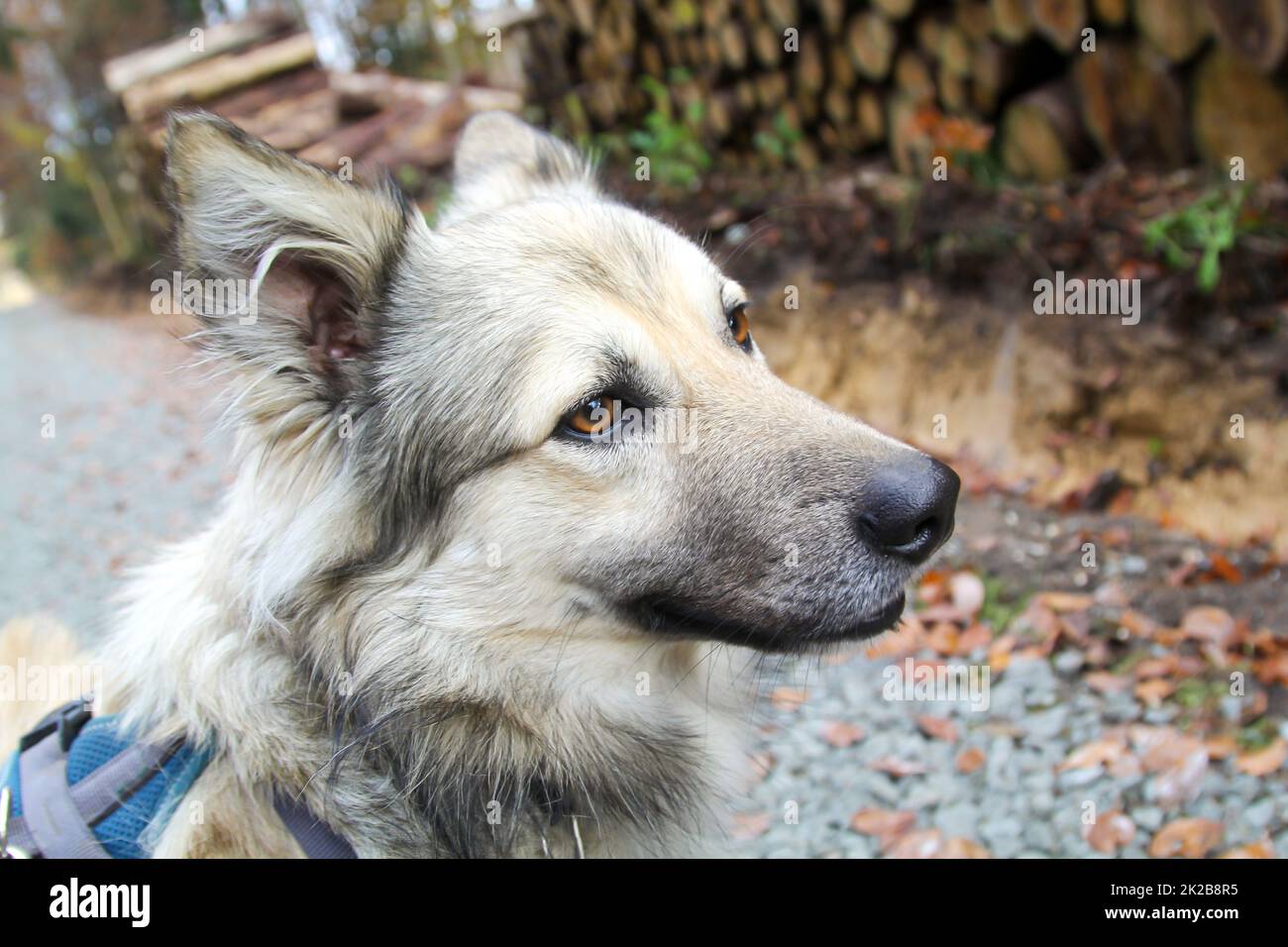 Portrait of a dog in the forest. A dog observes its surroundings. Stock Photo