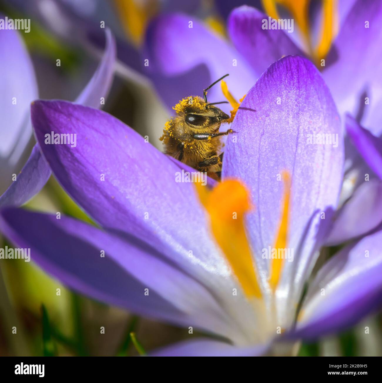 Bee in purple flower hi-res stock photography and images - Alamy