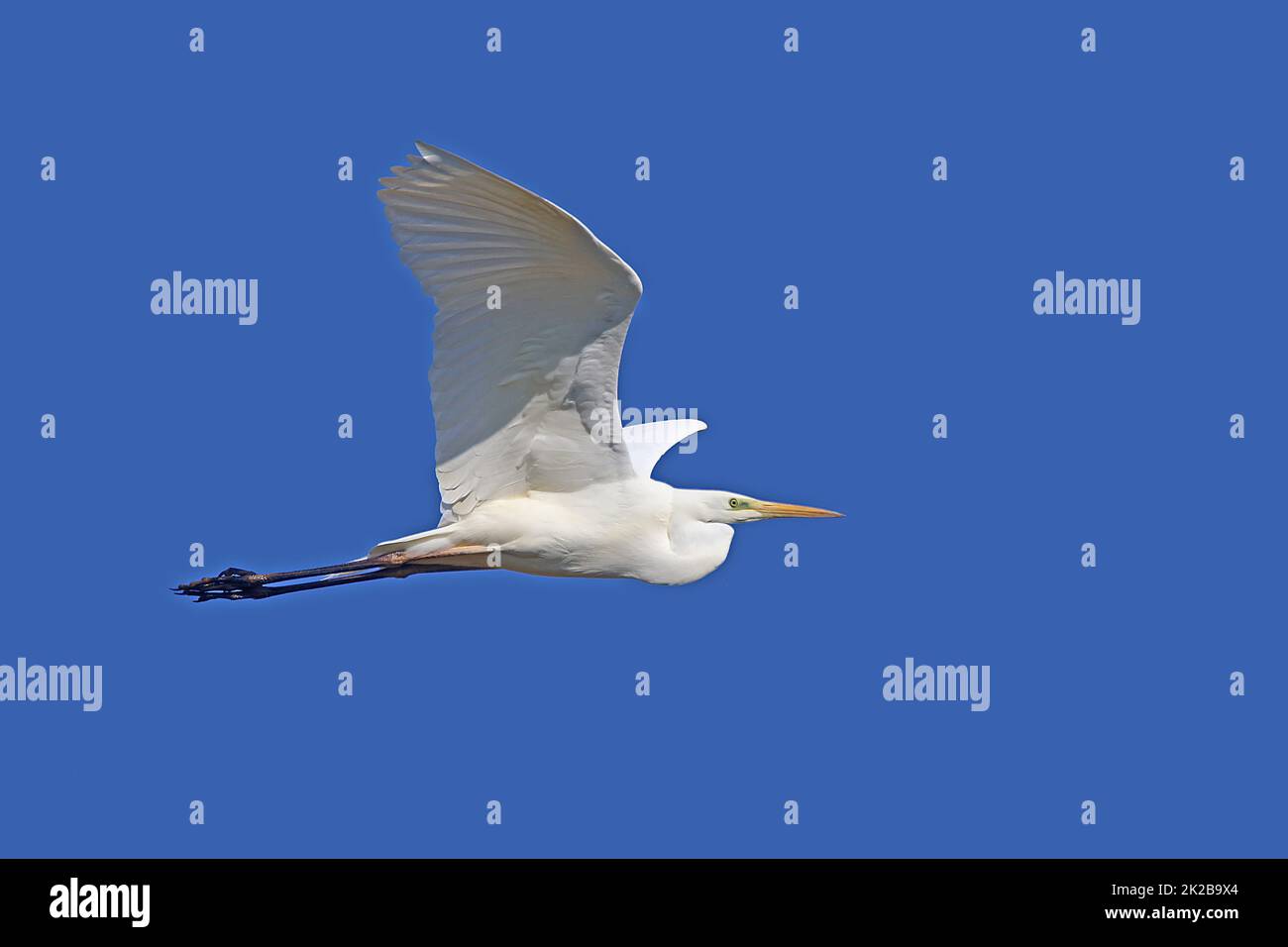 Flying great egret Casmerodius albus Stock Photo