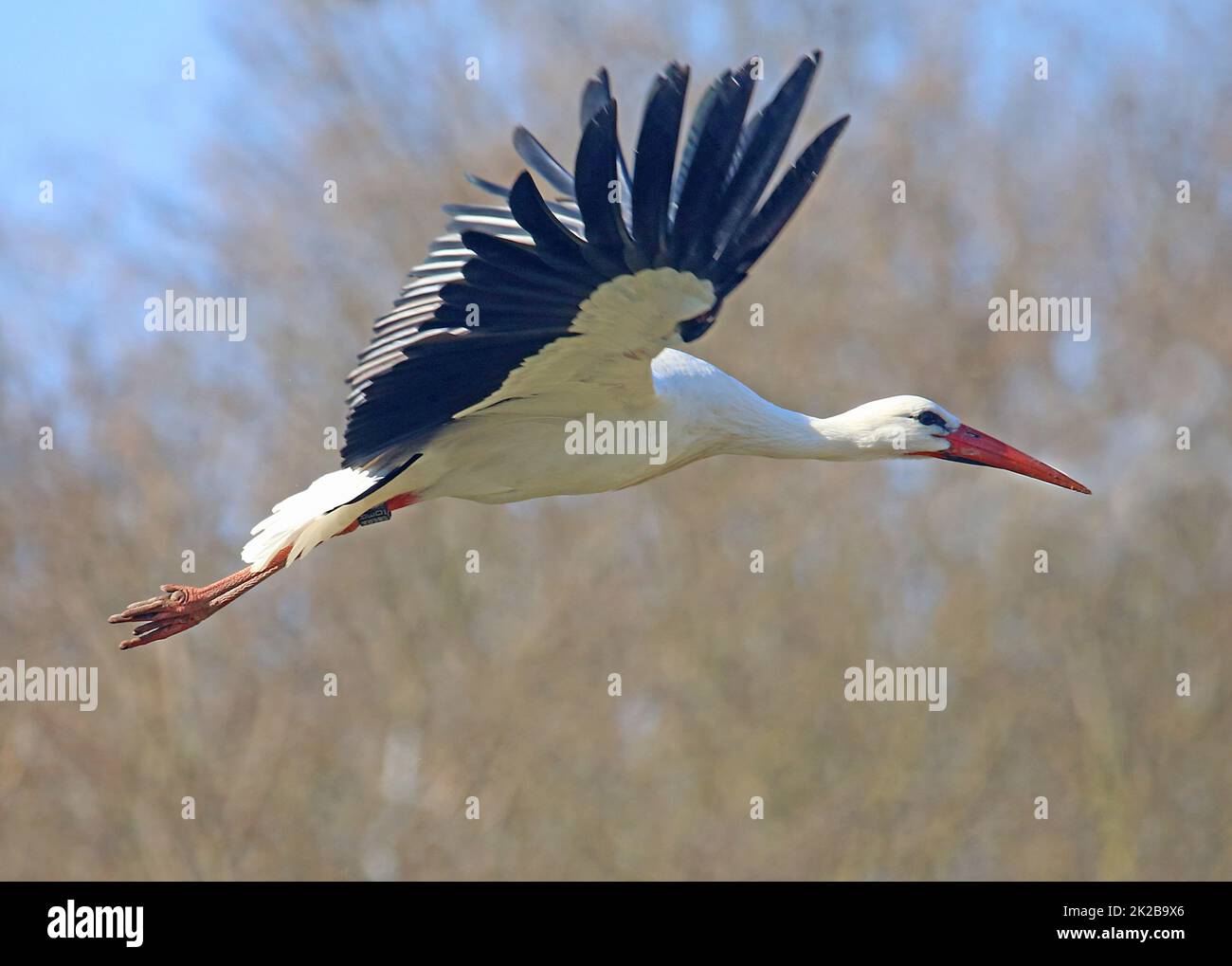 Flying white stork Ciconia ciconia Stock Photo