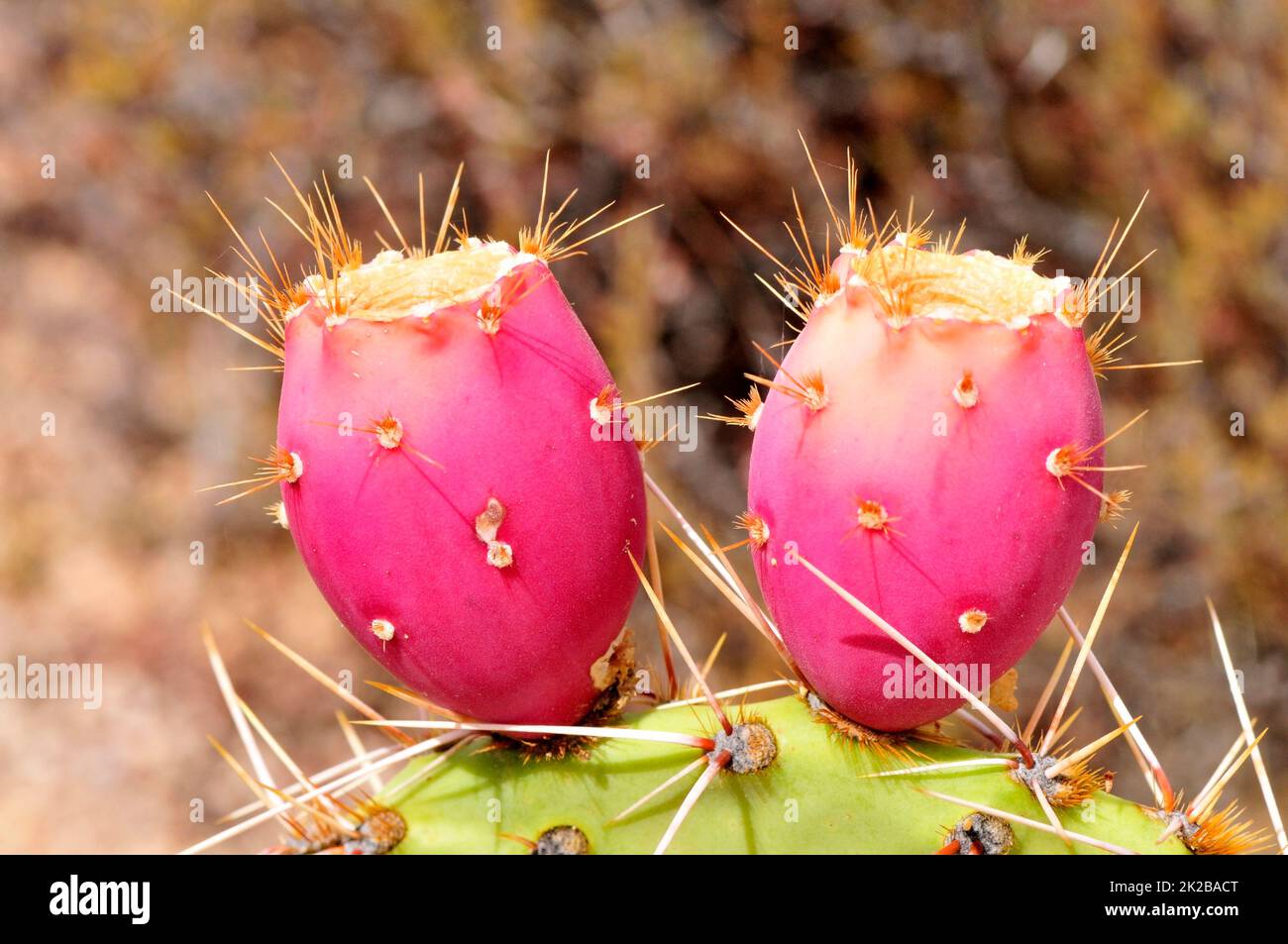 Prickly Pear Cactus Fruit Macro Stock Photo Alamy