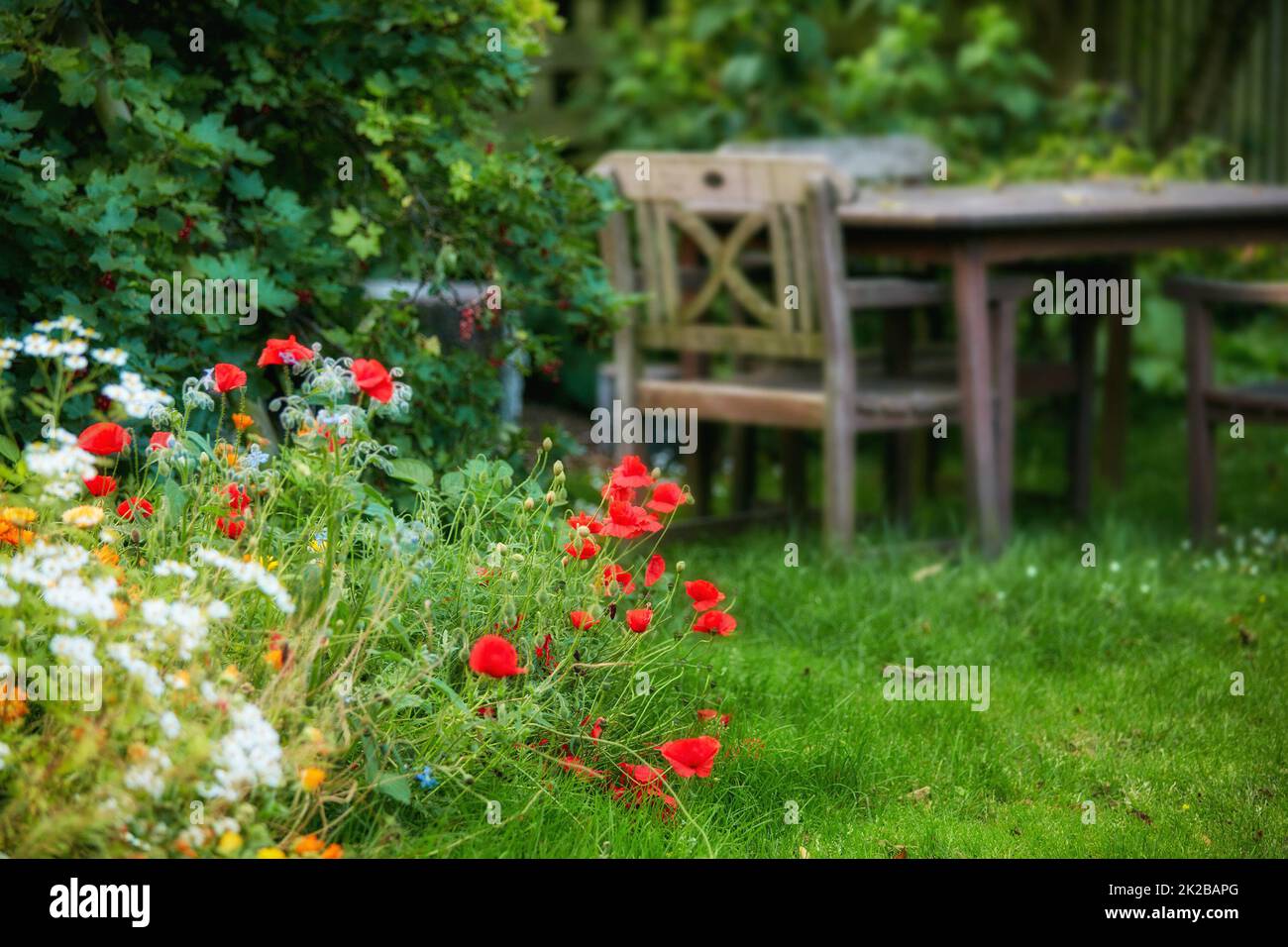 My private spot in the garden. Summertime - My private spot in the garden. Stock Photo