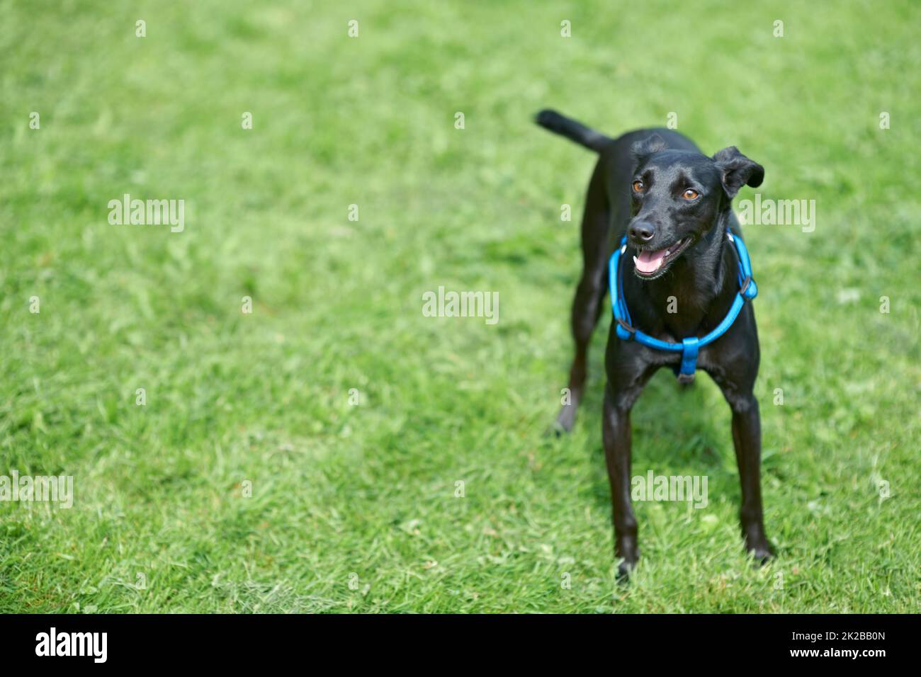 Play. A happy black canine standing in the lawn. Stock Photo