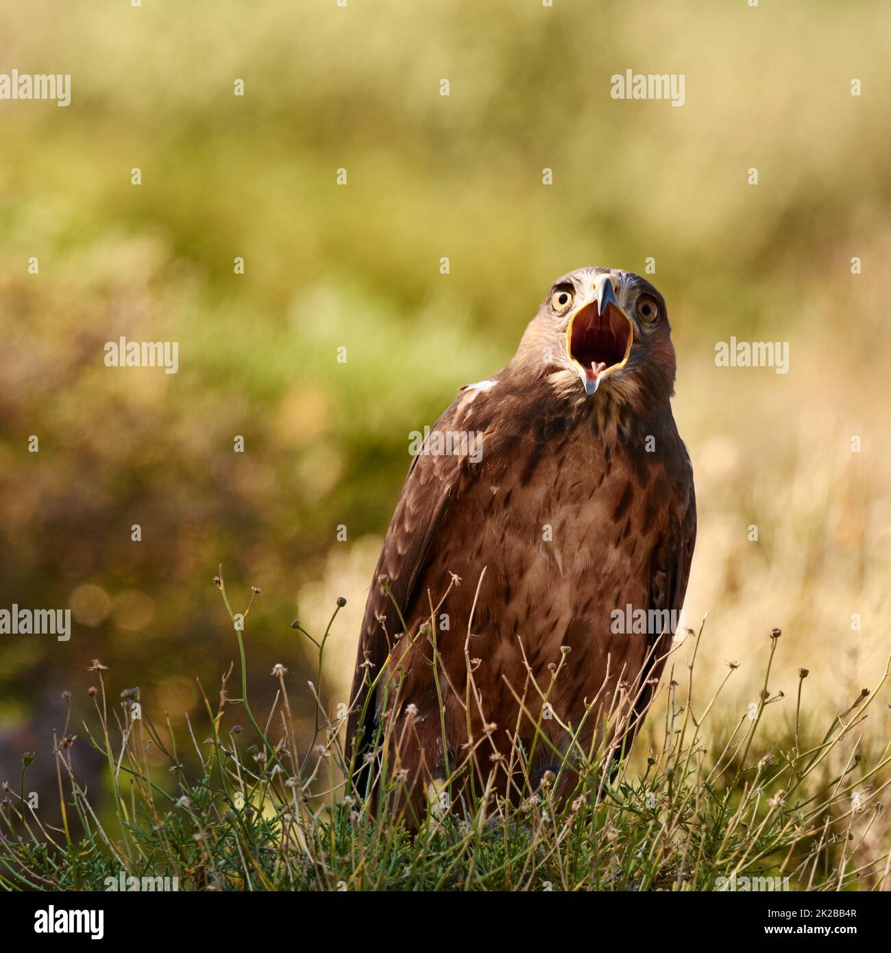 Calling out in the wild. A majestic bird of prey in its natural habitat