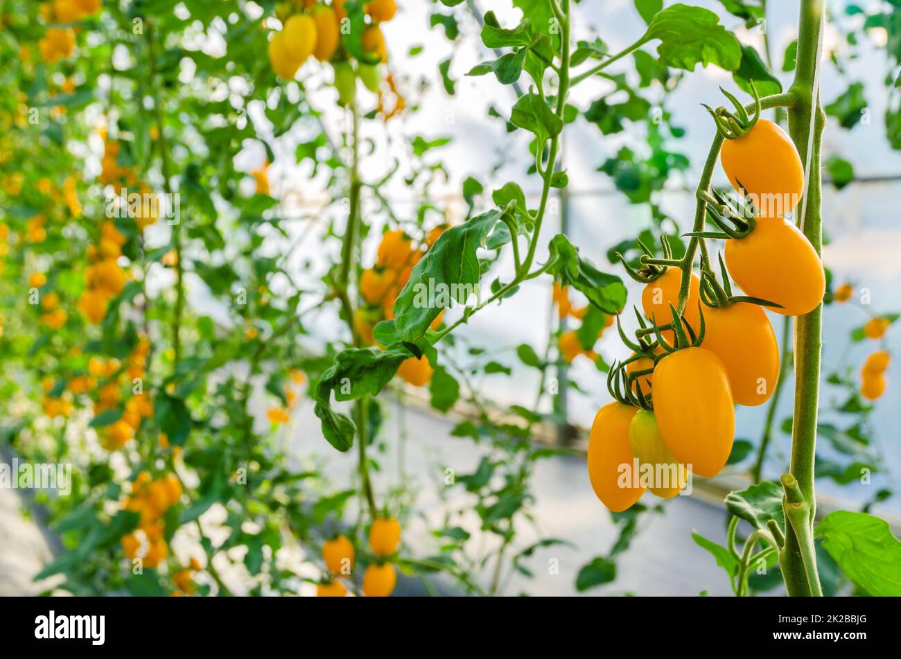 Yellow ripe cherry tomato plants growing in greenhouse. Stock Photo