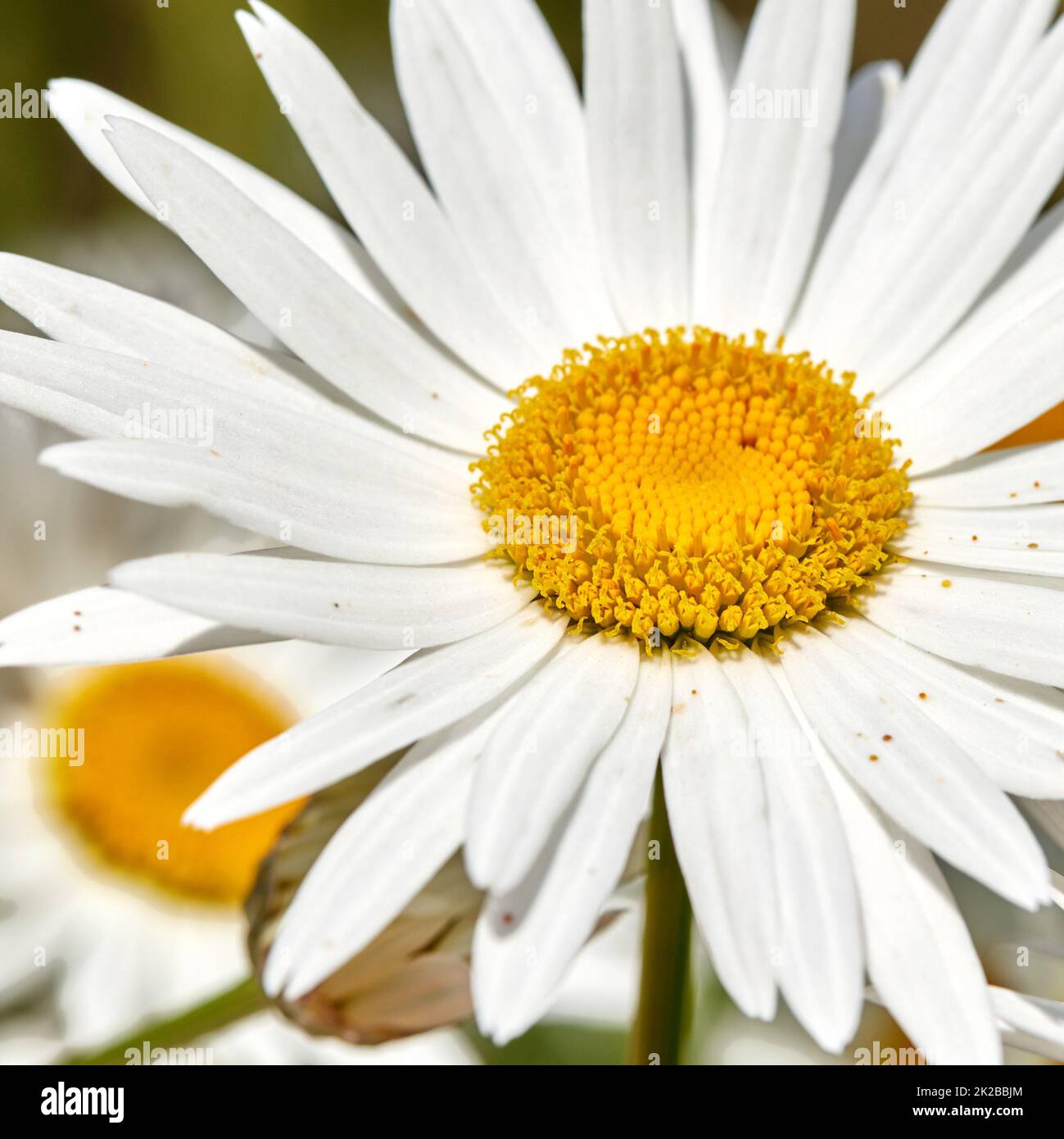 Daisy Marguerite. Garden photos the beautiful Daisy Marguerite
