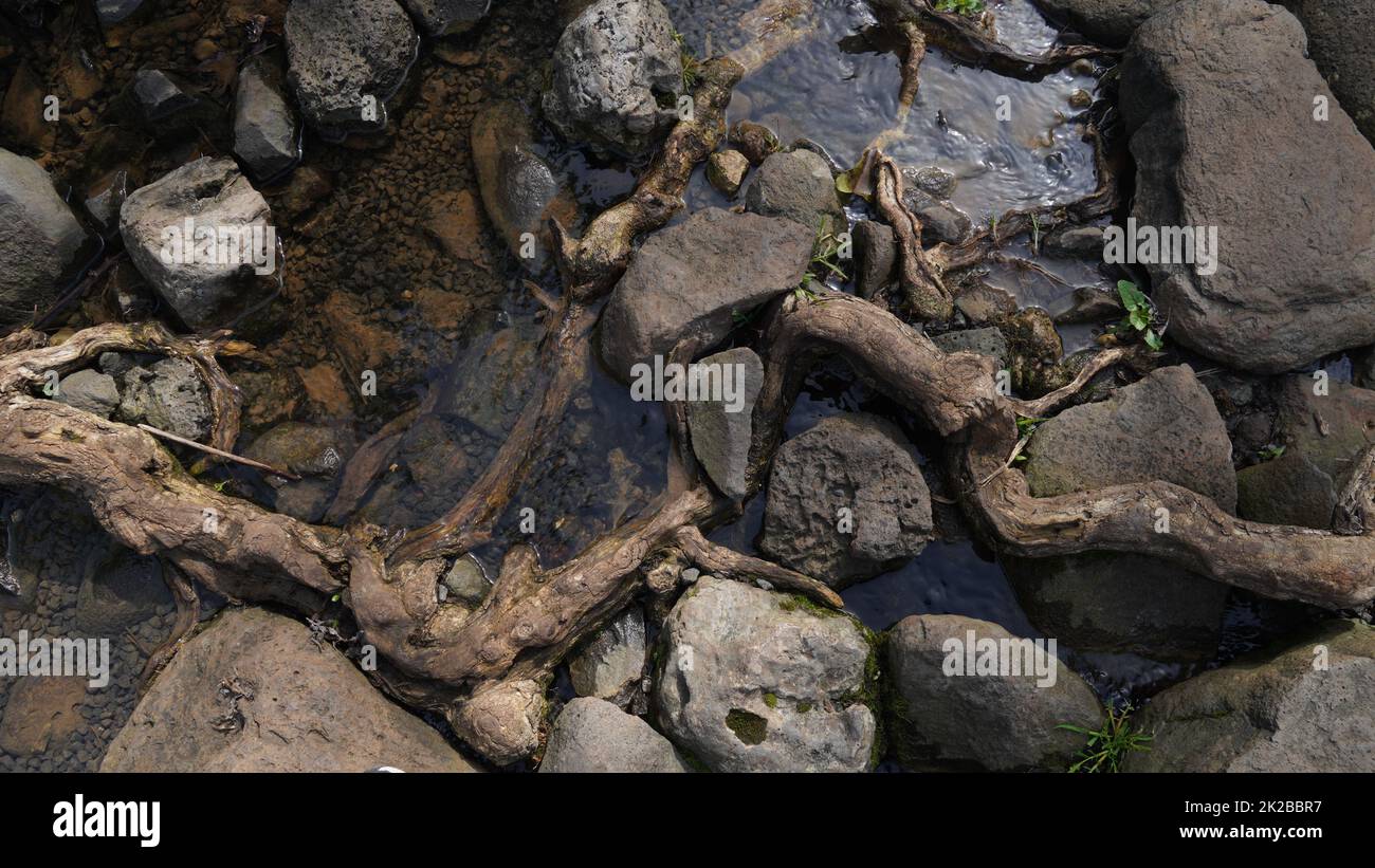 Small clear brook running beside brown stones and brown roots and branches. Branches, rocks and stones. Stock Photo