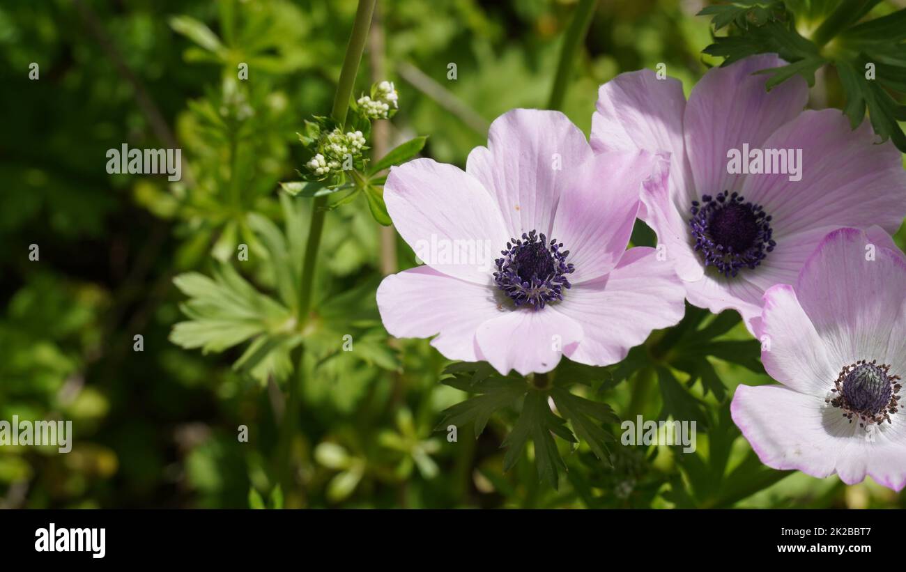 PurpleWhite Anemones at Spring. Crown anemone or poppy anemone blooms