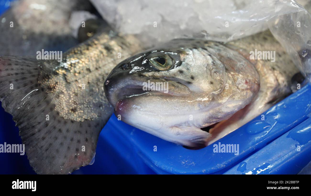 Fresh trout on ice. Healthy seafood and dieting concept. Stock Photo