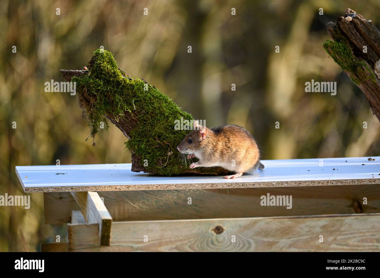 A  wild brown rat   in the garden Stock Photo