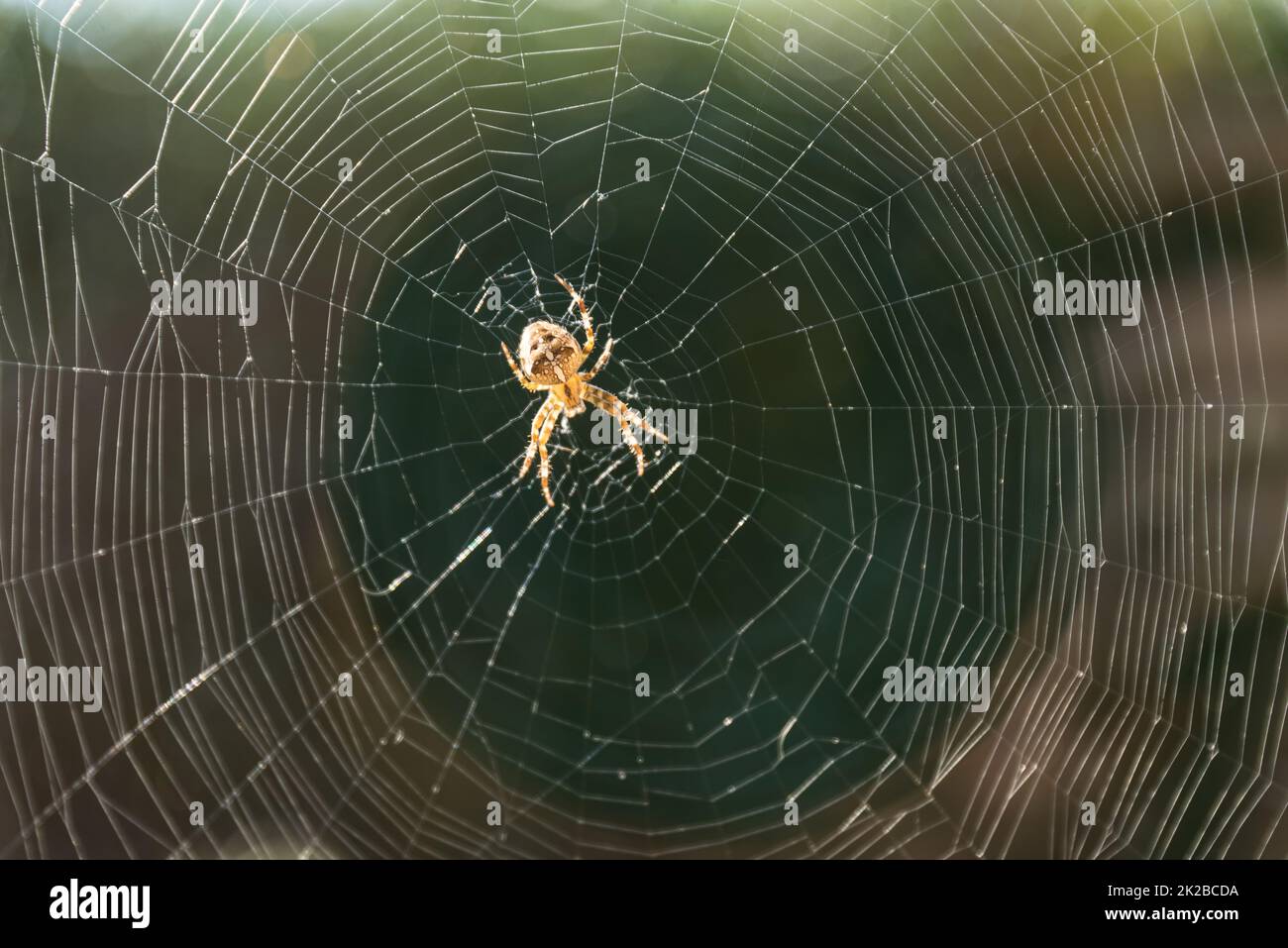 brightly lit spider web with garden spider - real orb weaver, arachnid Stock Photo