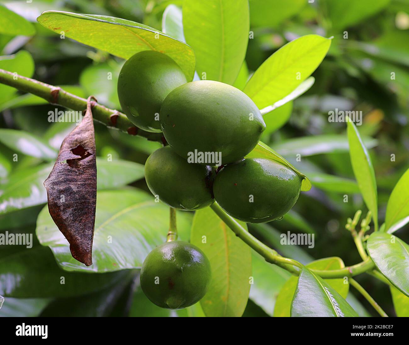 Fruits of the trees hi-res stock photography and images - Alamy