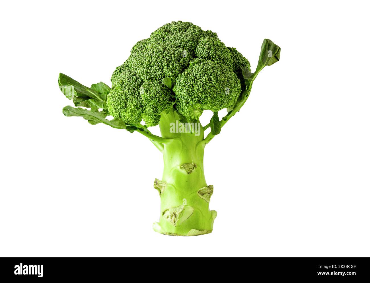 Broccoli vegetable isolated on white background with clipping path. Stock Photo