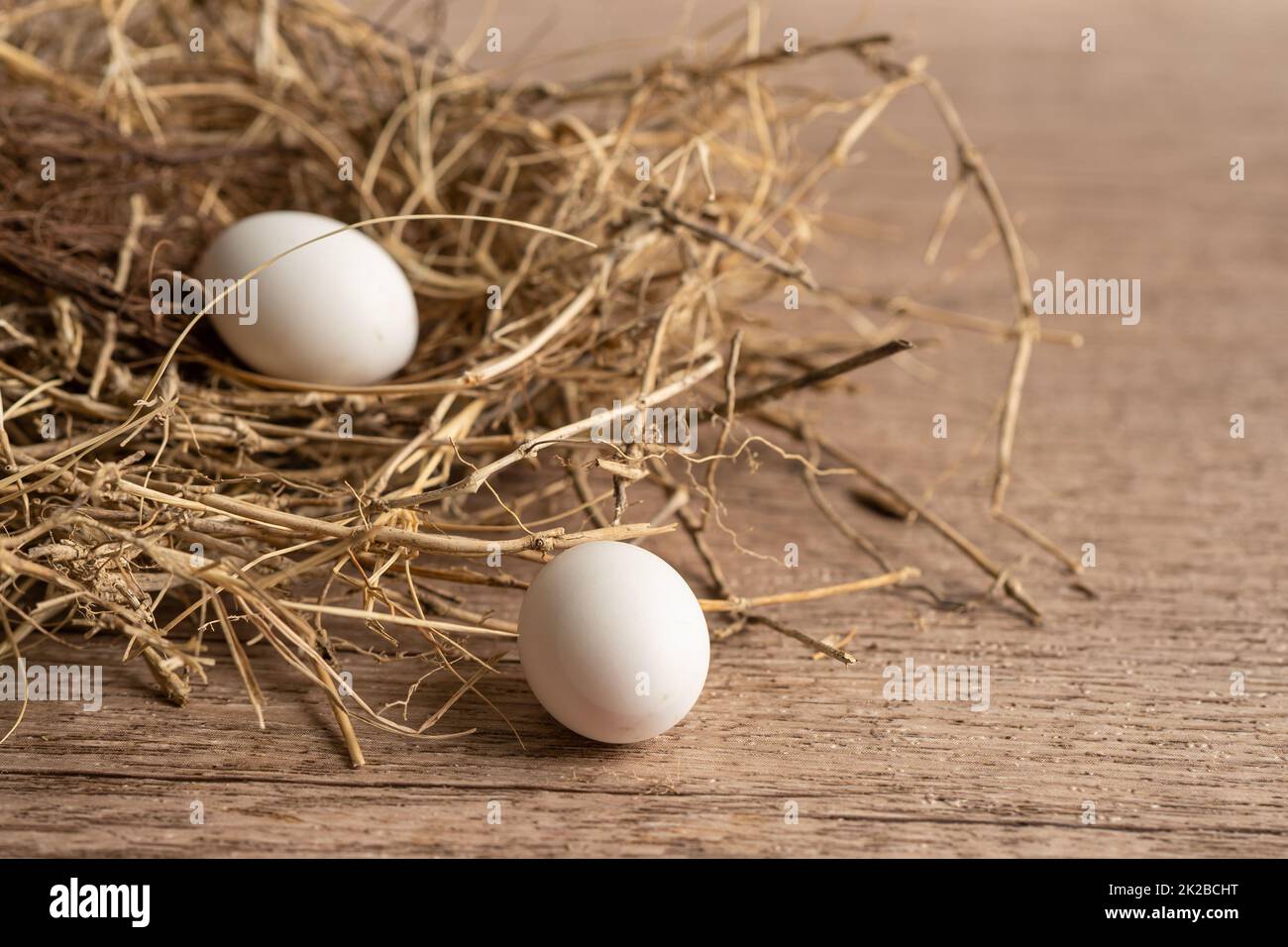 Two bird eggs with the nest. Stock Photo