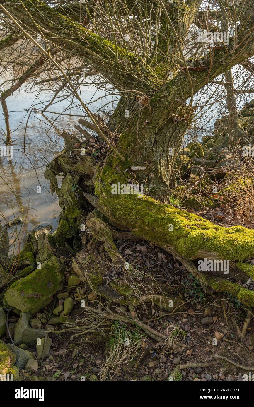 old willow tree trunk overgrown with moss Stock Photo