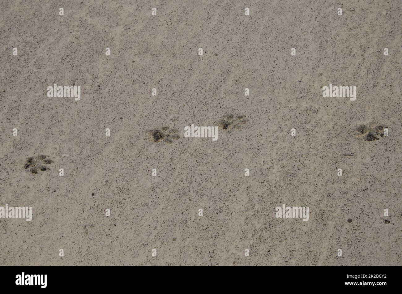 Dog tracks on dry cement Stock Photo Alamy