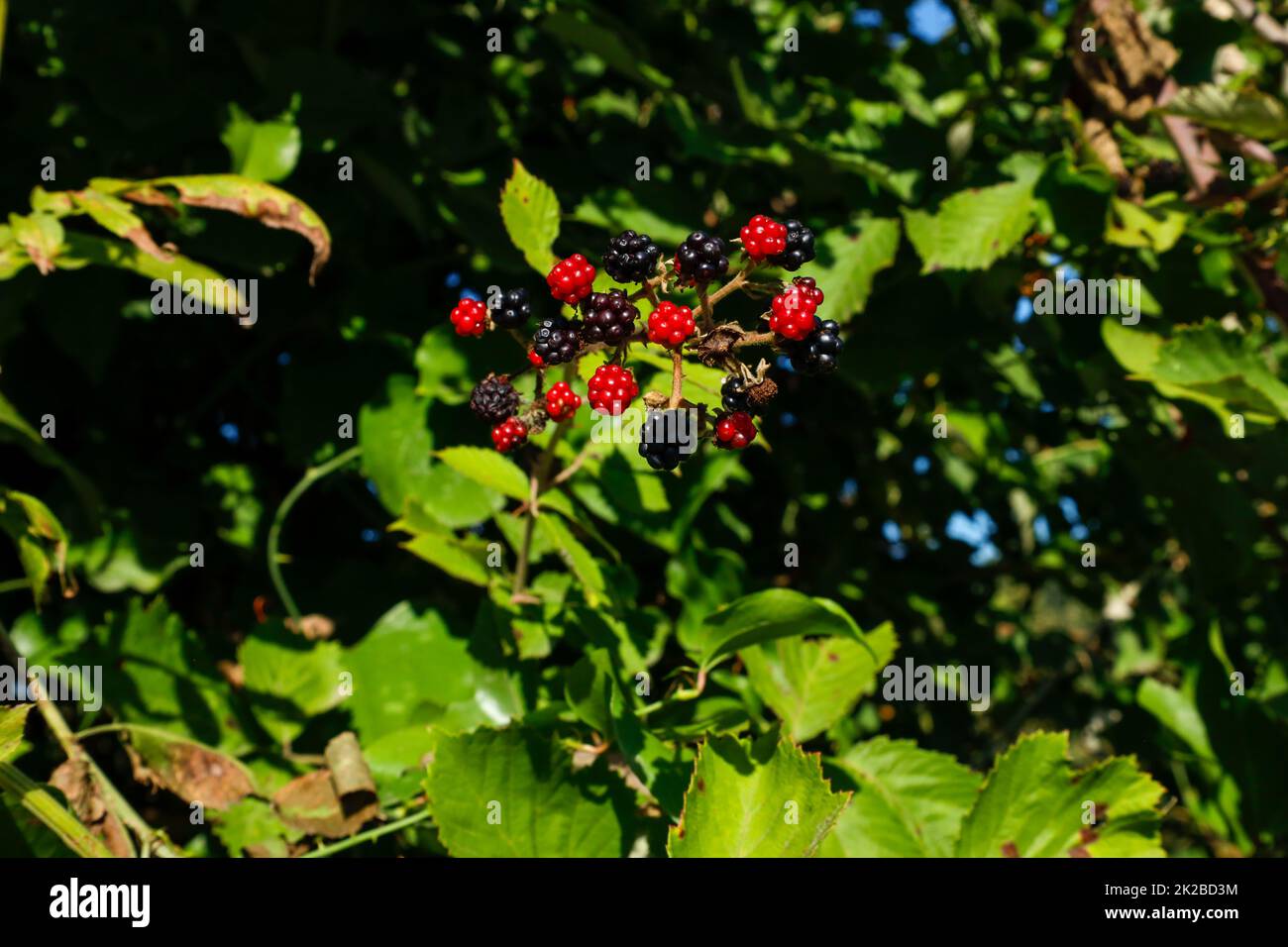 Blooming mulberry tree. Black and red mulberries on the branch of tree ...