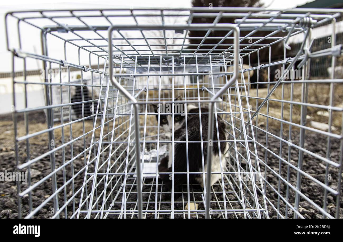 Cat locked cage Stock Photo Alamy