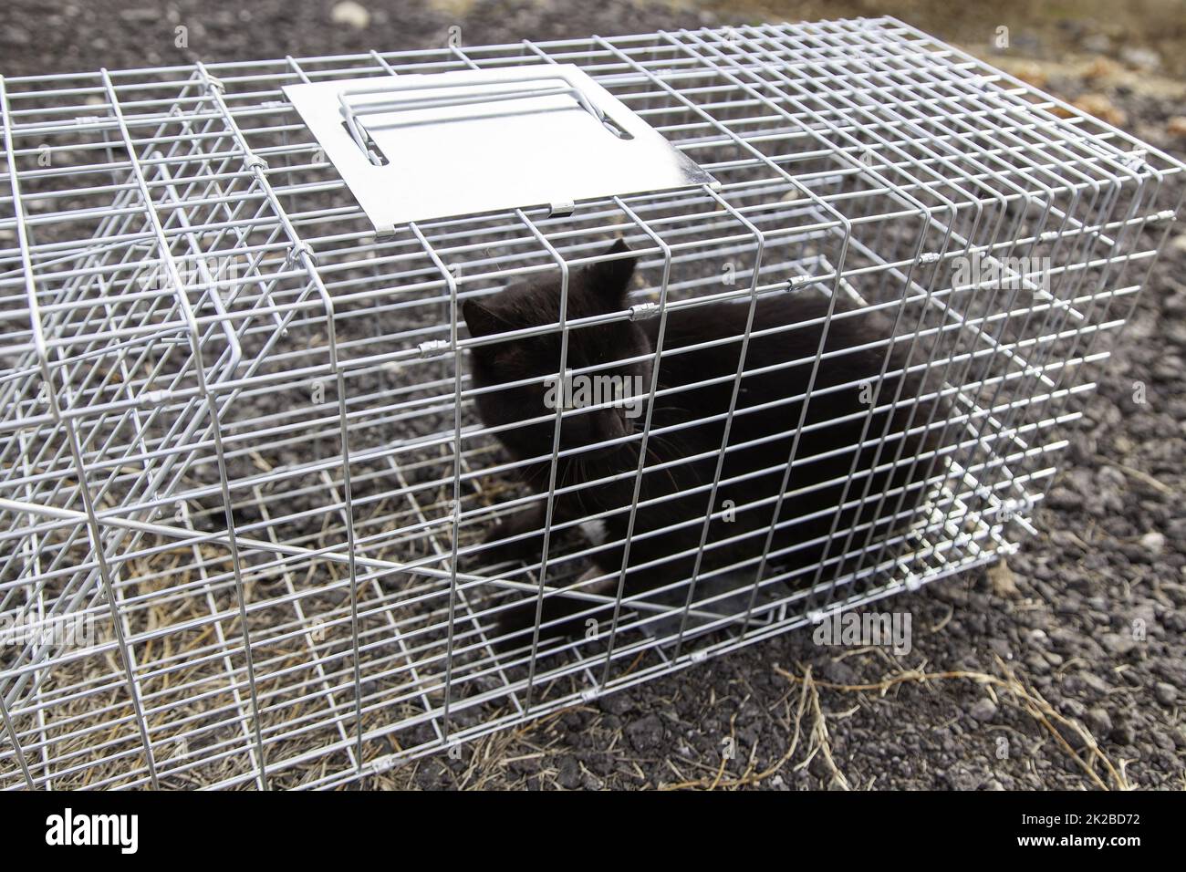 Cat locked cage Stock Photo Alamy