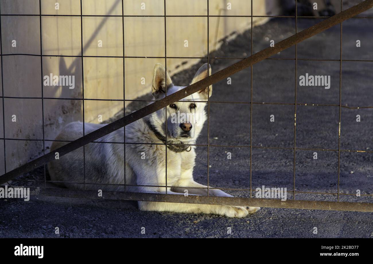 Dog locked in cage Stock Photo Alamy
