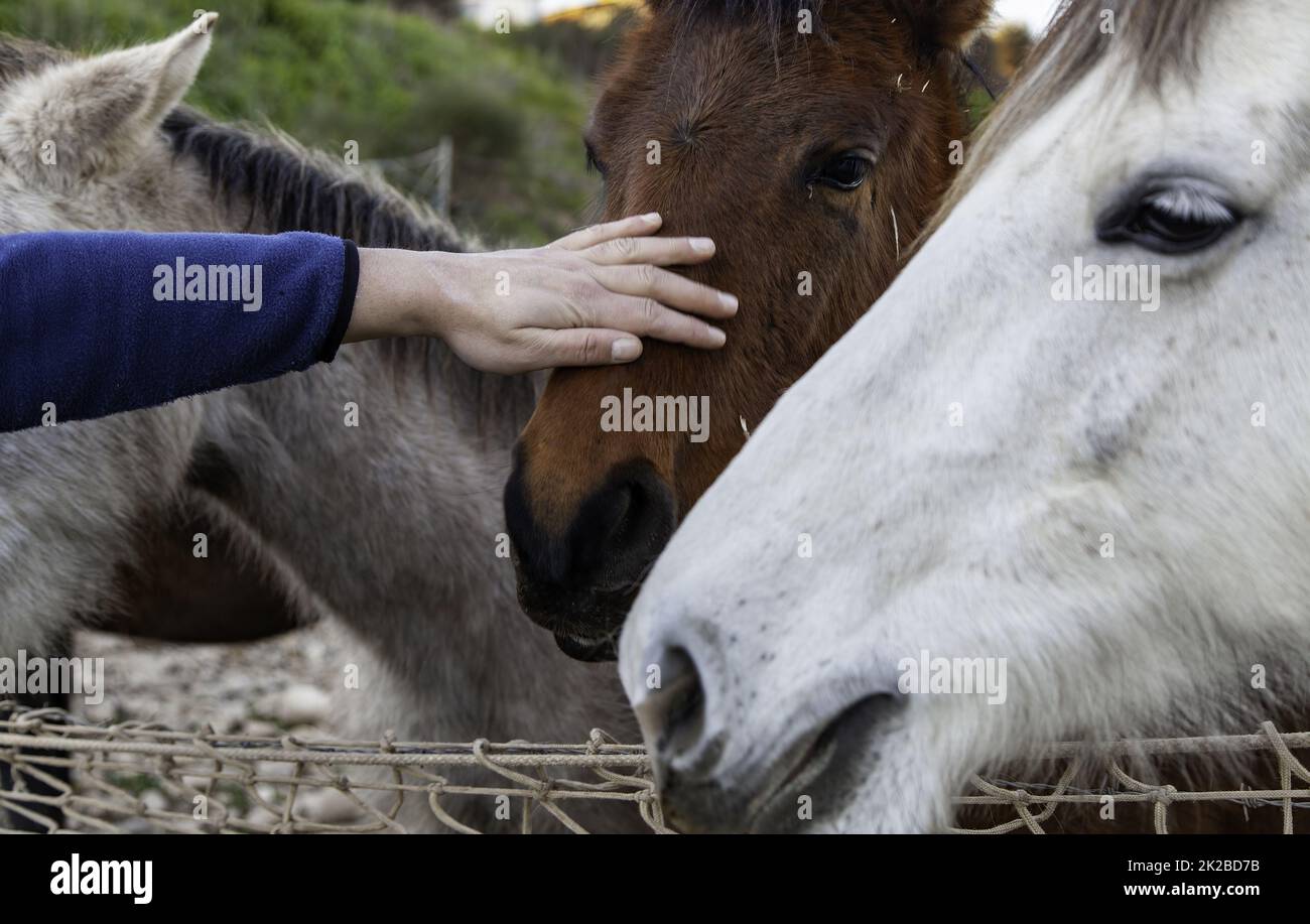 horses in stable Stock Photo - Alamy