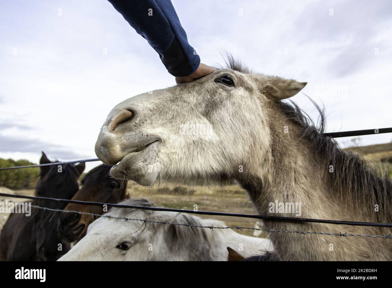 Horse In stable Stock Photo - Alamy