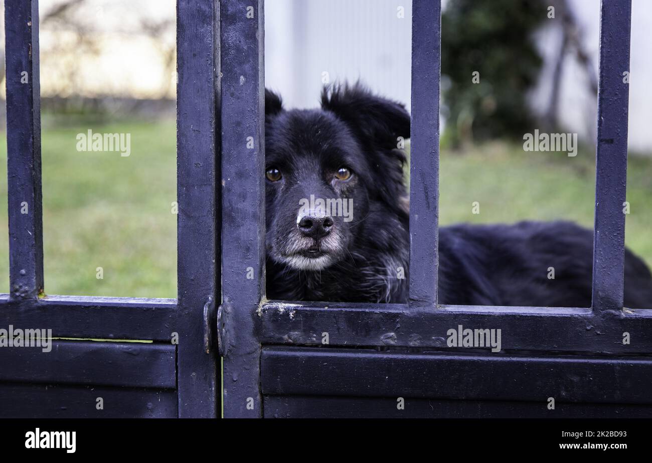 Dog locked in cage Stock Photo Alamy