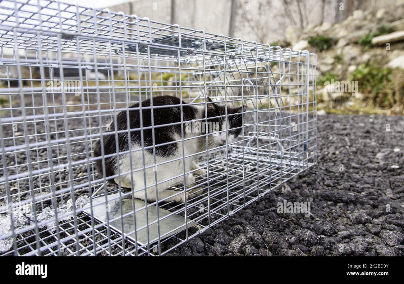 Cat locked cage Stock Photo Alamy
