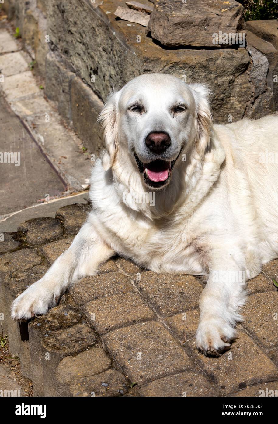 Golden retriever teeth hires stock photography and images Alamy