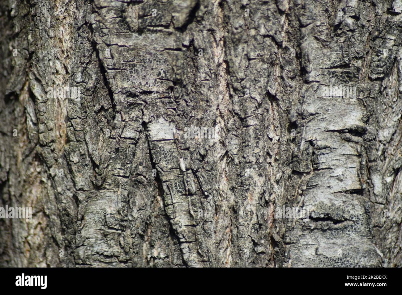 Background from poplar bark Stock Photo - Alamy