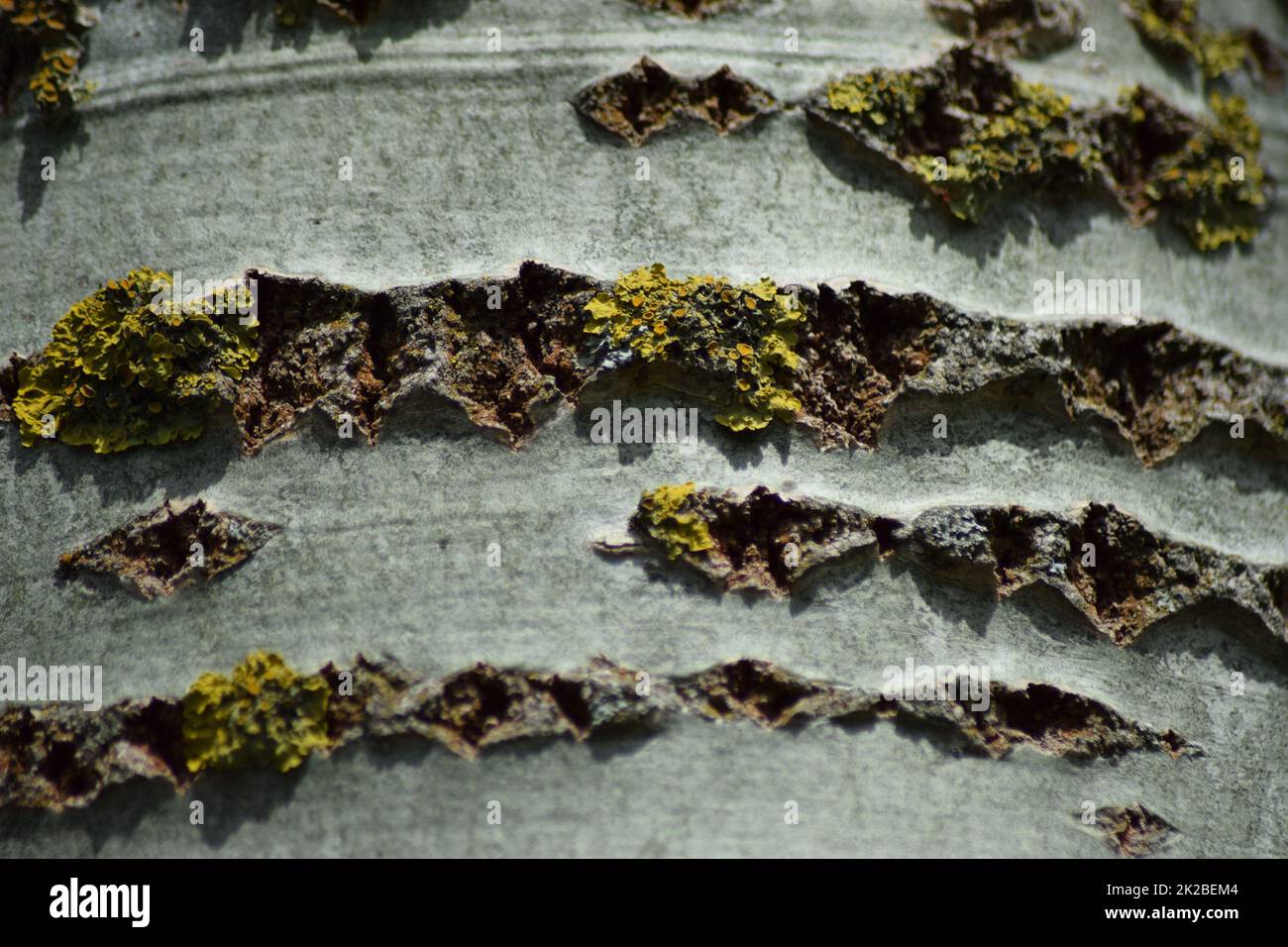 Background from poplar bark Stock Photo