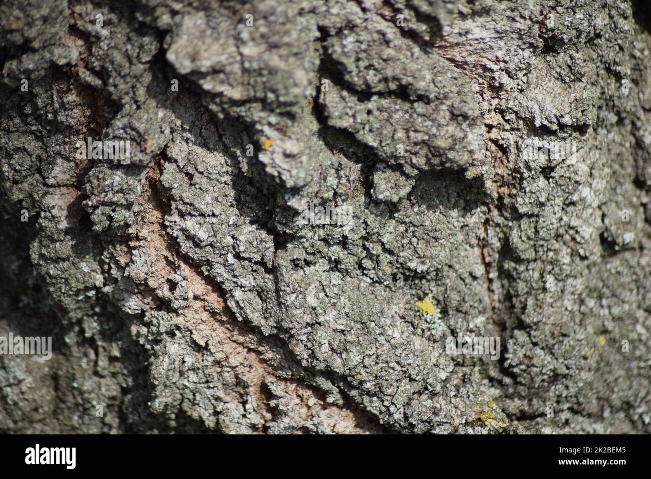 Background from tree bark Stock Photo