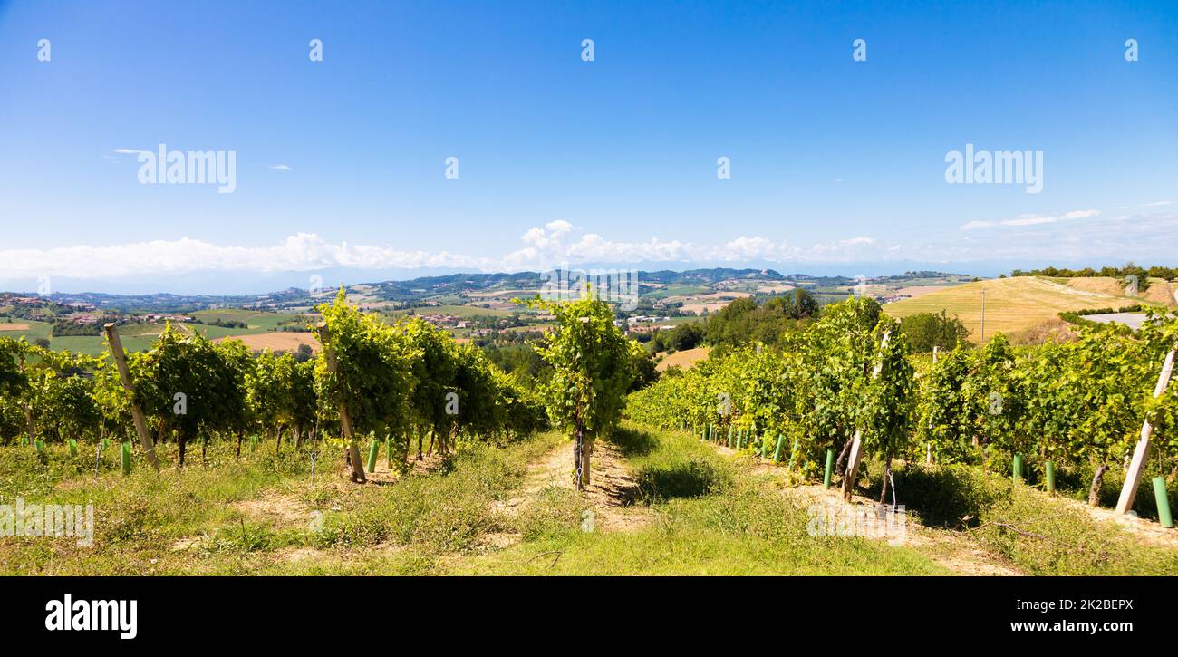 Barbera vineyard in Piedmont region, Italy. Countryside landscape in Langhe area Stock Photo