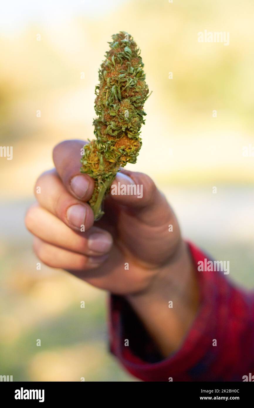 Hydroponic heaven Or is it really hell.... Cropped shot a hand holding a big head of marijuana. Stock Photo