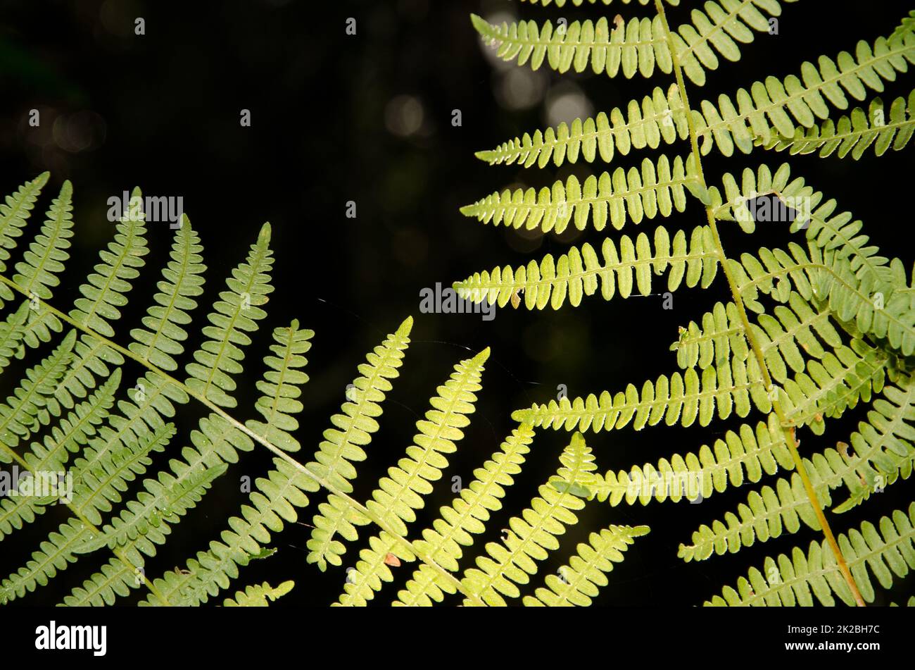 Fronds of bracken fern Pteridium aquilinum Stock Photo - Alamy