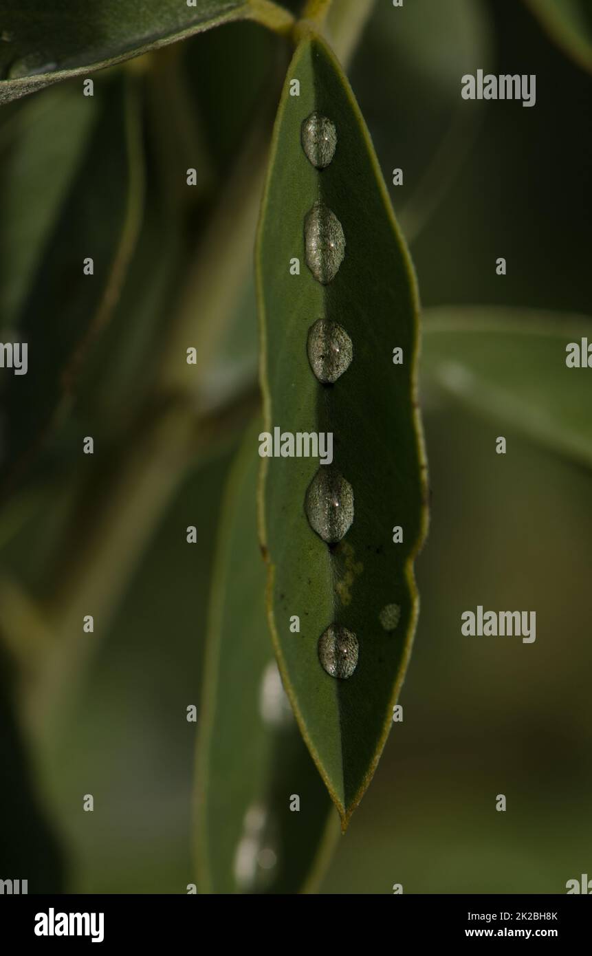 Water drops on a leaf of Canary Island flatpod. Stock Photo