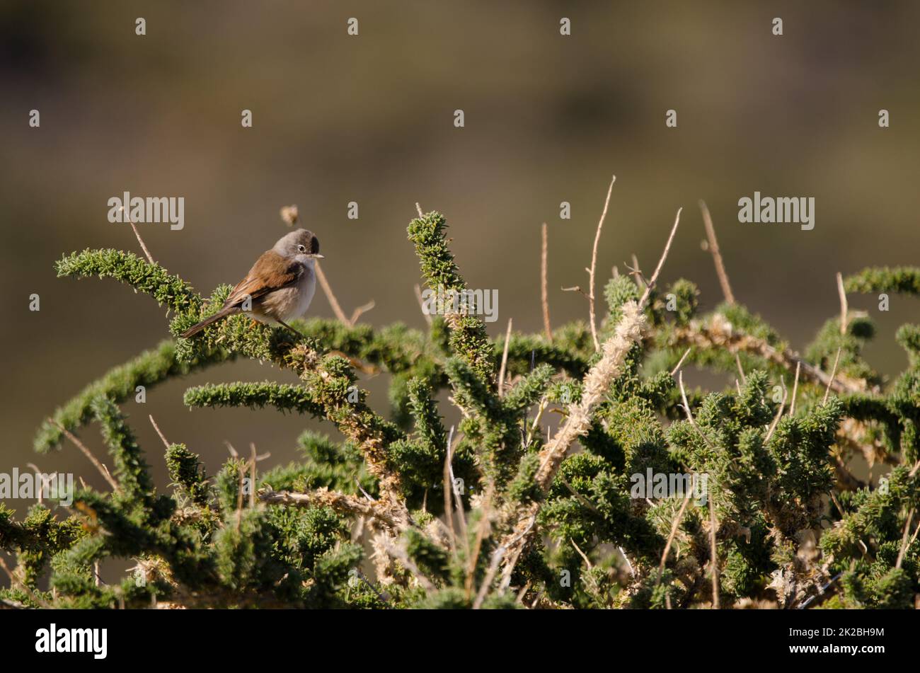 Spectacled warbler on a shrub. Stock Photo
