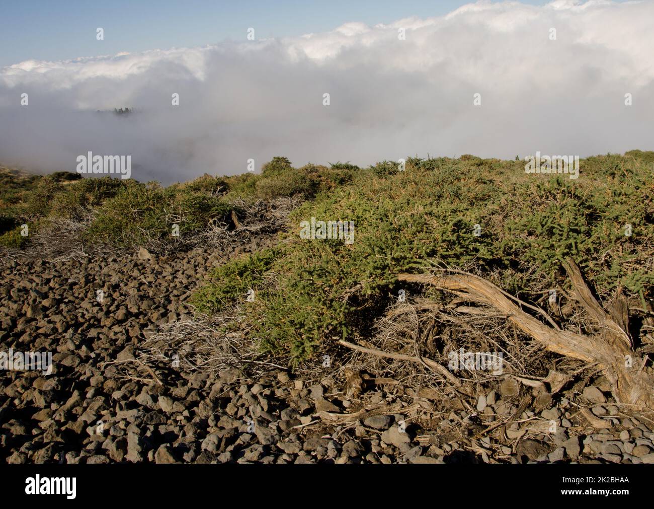 Shrubland of Adenocarpus viscosus and sea of clouds. Stock Photo
