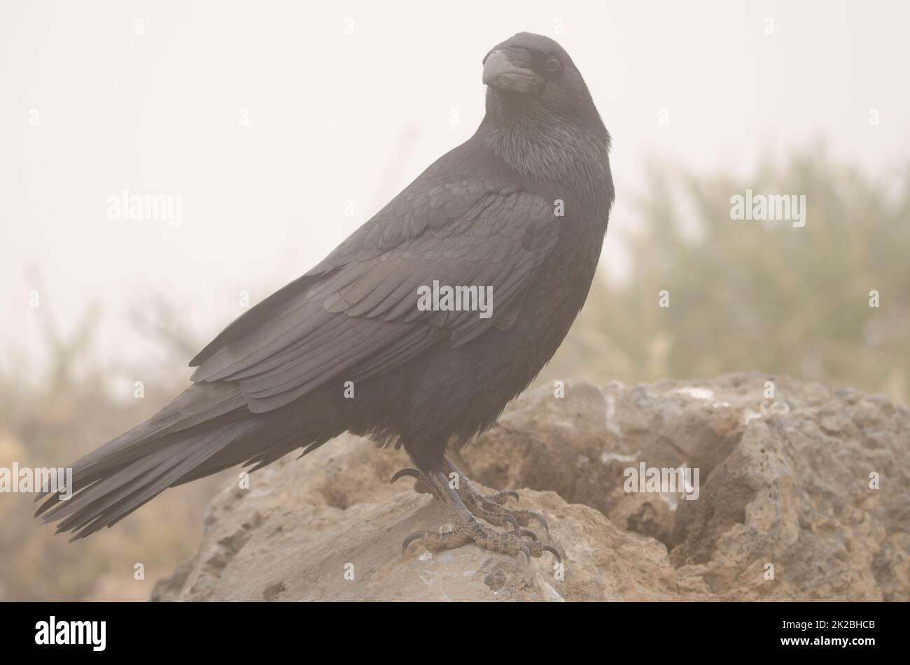 Canary Islands raven in the fog. Stock Photo