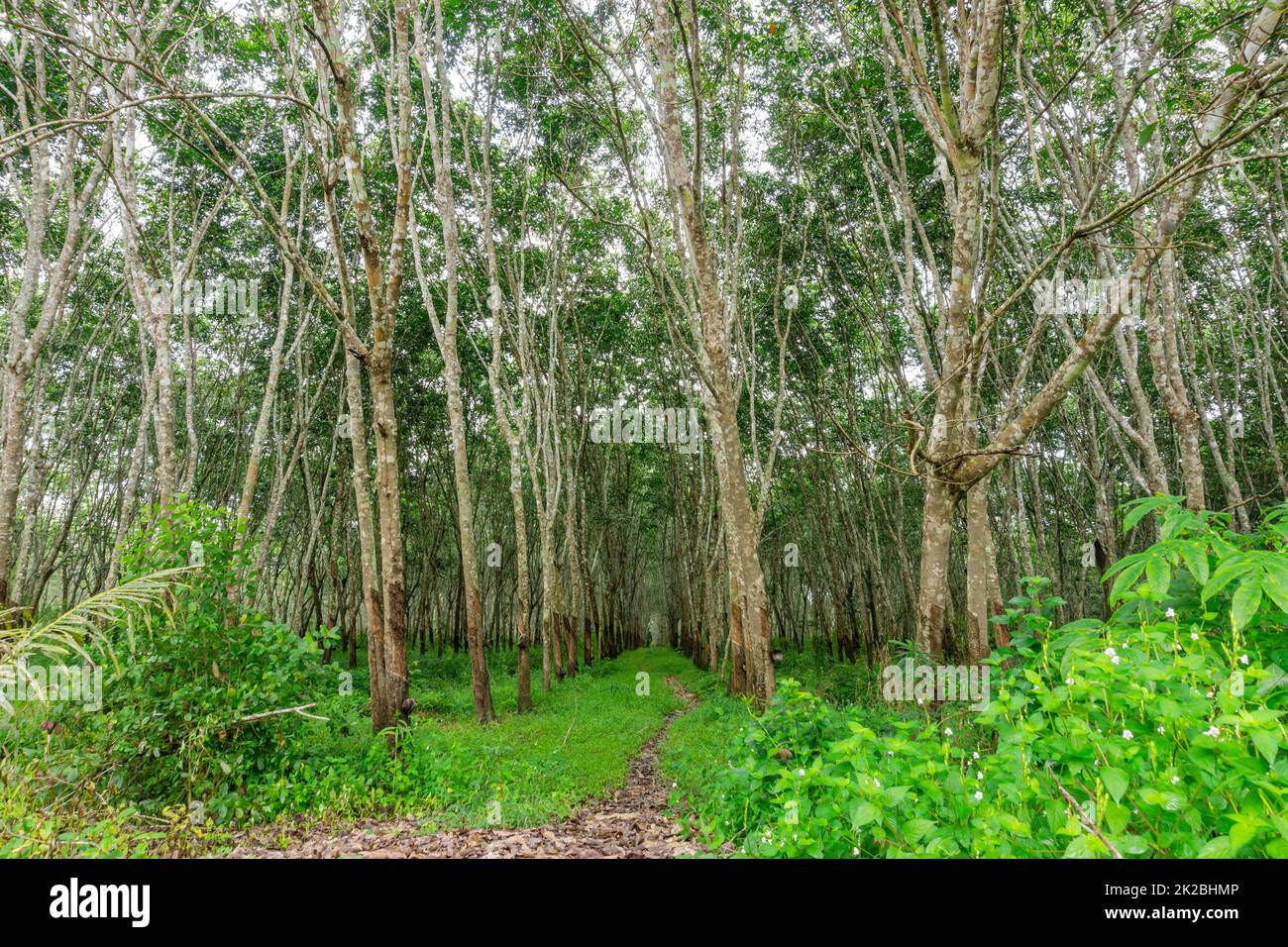 Rubber tree, Latex rubber, Plantation and tree rubber Stock Photo Alamy