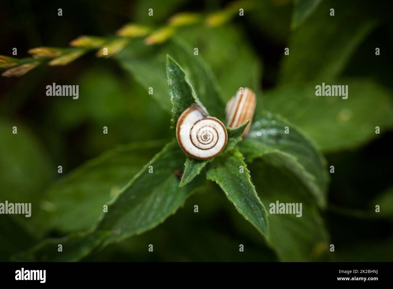 A small snail (Cepaea nemoralis) house clings to a plant Stock Photo
