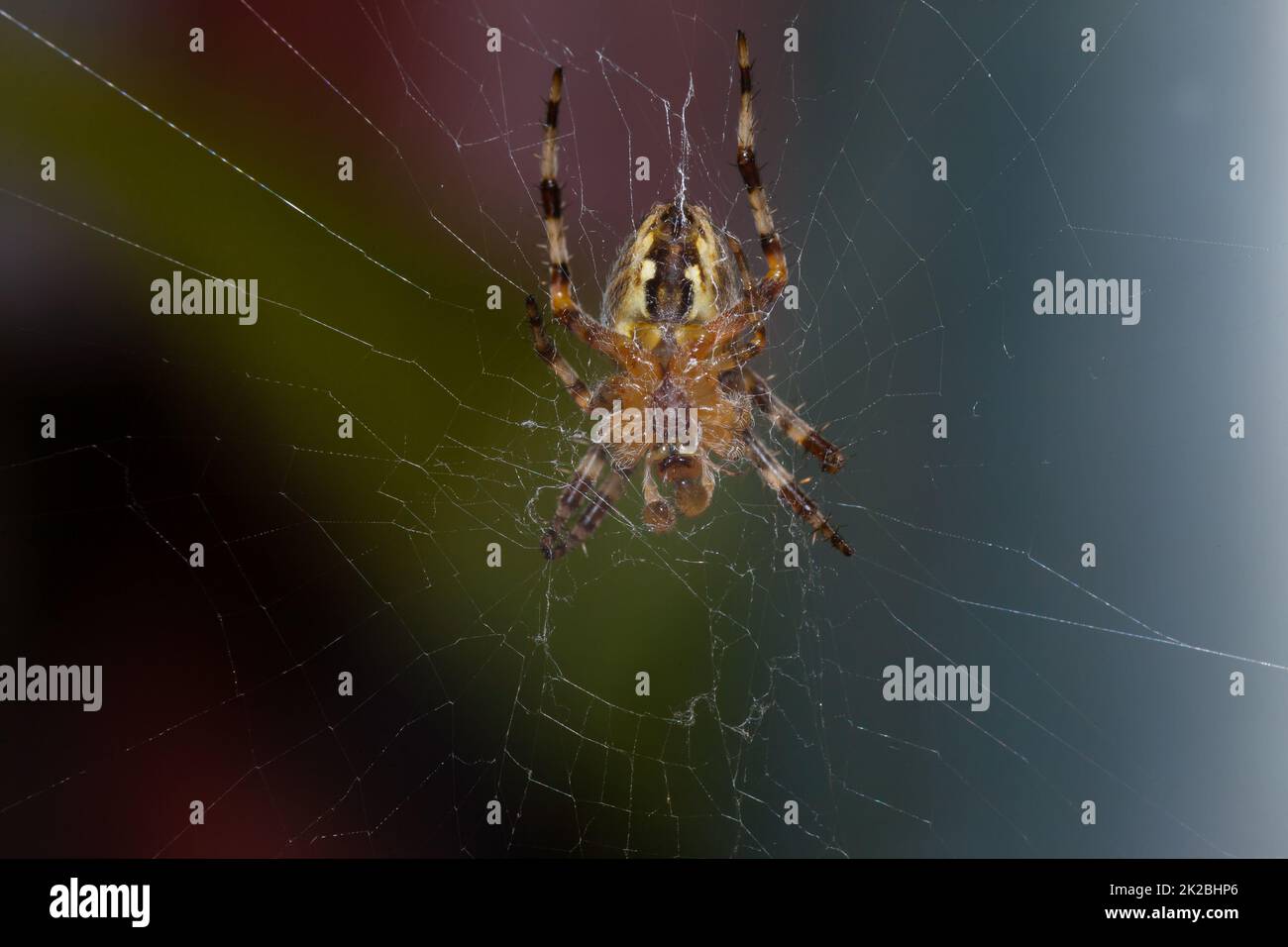 The lower part of the spider, around it is a web Stock Photo
